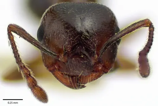 Crematogaster cerasi specimen ANTWEB1041687 image antweb1041687_2