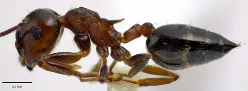 Crematogaster cerasi specimen ANTWEB1041687 image antweb1041687_3