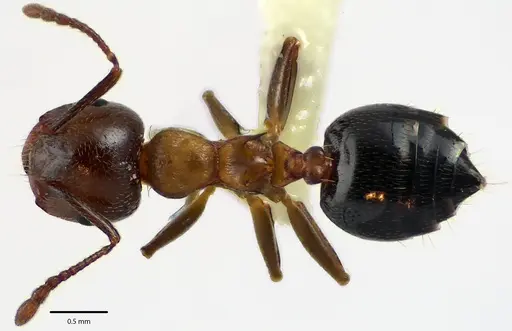 Crematogaster cerasi specimen ANTWEB1041688 image antweb1041688_1