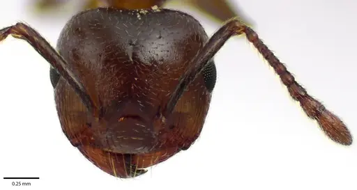 Crematogaster cerasi specimen ANTWEB1041688 image antweb1041688_2