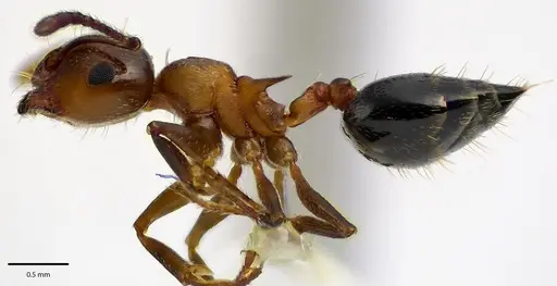 Crematogaster cerasi specimen ANTWEB1041688 image antweb1041688_3