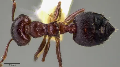 Crematogaster cerasi specimen ANTWEB1041797 image antweb1041797_1