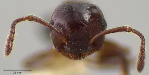 Crematogaster cerasi specimen ANTWEB1041797 image antweb1041797_2