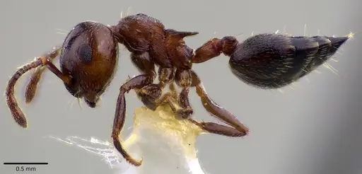 Crematogaster cerasi specimen ANTWEB1041797 image antweb1041797_3