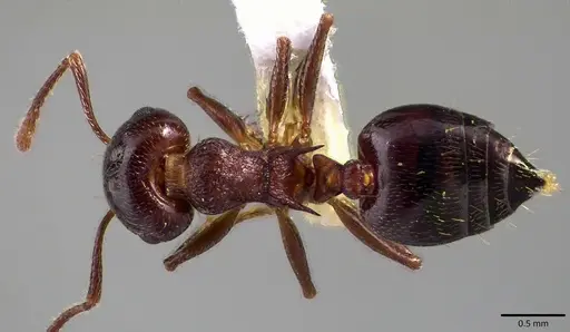Crematogaster cerasi specimen ANTWEB1041801 image antweb1041801_1