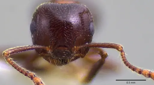 Crematogaster cerasi specimen ANTWEB1041801 image antweb1041801_2