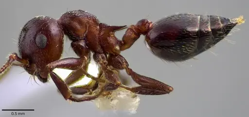 Crematogaster cerasi specimen ANTWEB1041801 image antweb1041801_3
