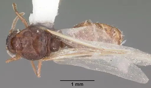 Crematogaster cerasi specimen CASENT0103773 image casent0103773_1