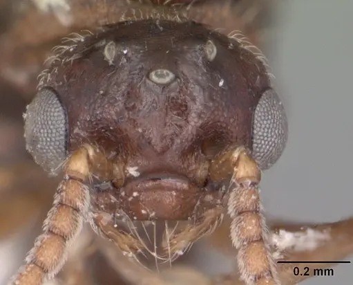 Crematogaster cerasi specimen CASENT0103773 image casent0103773_2