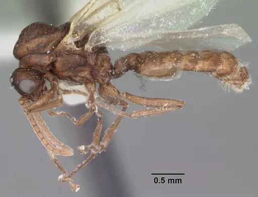 Crematogaster cerasi specimen CASENT0103773 image casent0103773_3