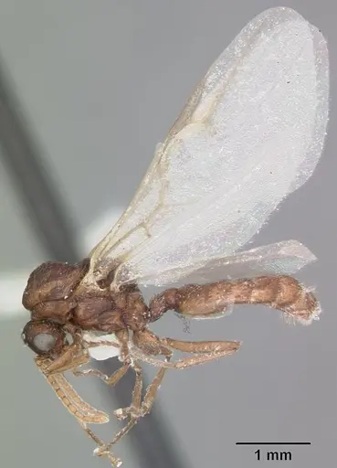 Crematogaster cerasi specimen CASENT0103773 image casent0103773_4
