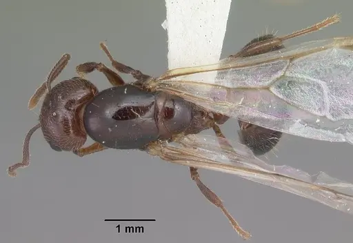 Crematogaster cerasi specimen CASENT0103775 image casent0103775_1