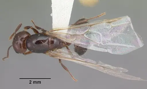 Crematogaster cerasi specimen CASENT0103775 image casent0103775_2