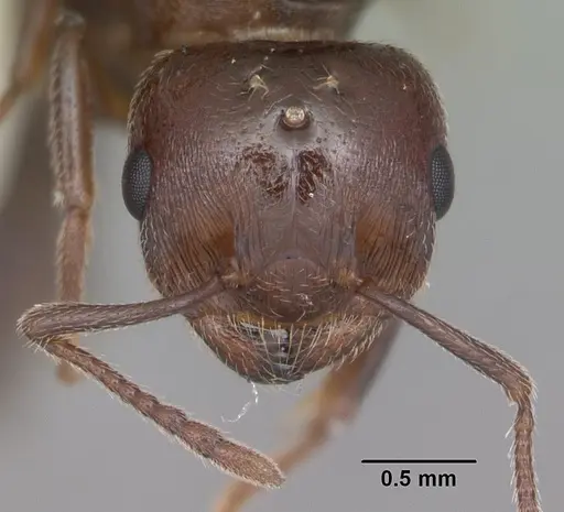Crematogaster cerasi specimen CASENT0103775 image casent0103775_3