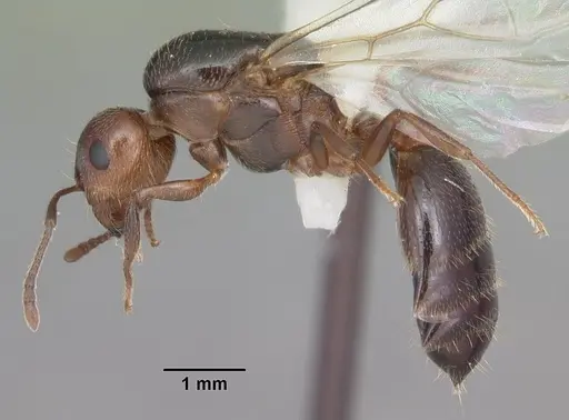 Crematogaster cerasi specimen CASENT0103775 image casent0103775_4