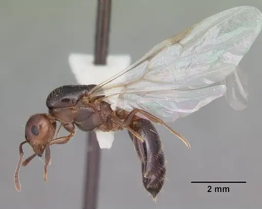 Crematogaster cerasi specimen CASENT0103775 image casent0103775_5
