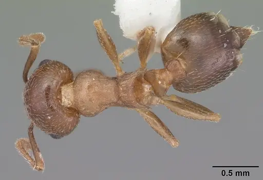Crematogaster cerasi specimen CASENT0103776 image casent0103776_1