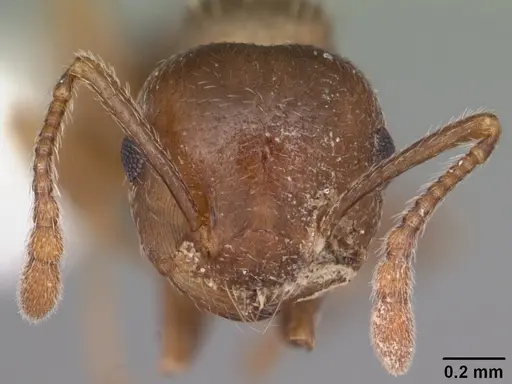 Crematogaster cerasi specimen CASENT0103776 image casent0103776_2