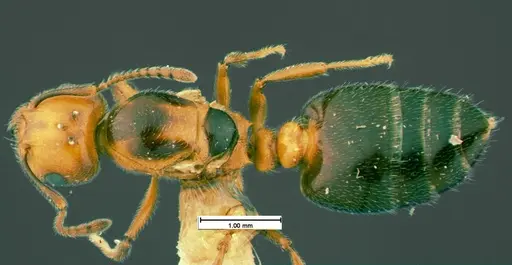 Crematogaster cerasi specimen CASENT0105545 image casent0105545_1