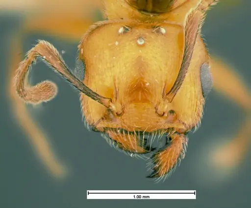 Crematogaster cerasi specimen CASENT0105545 image casent0105545_2