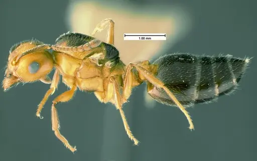Crematogaster cerasi specimen CASENT0105545 image casent0105545_3