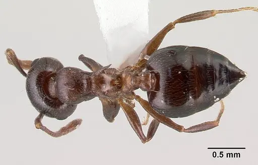 Crematogaster cerasi specimen CASENT0179856 image casent0179856_1
