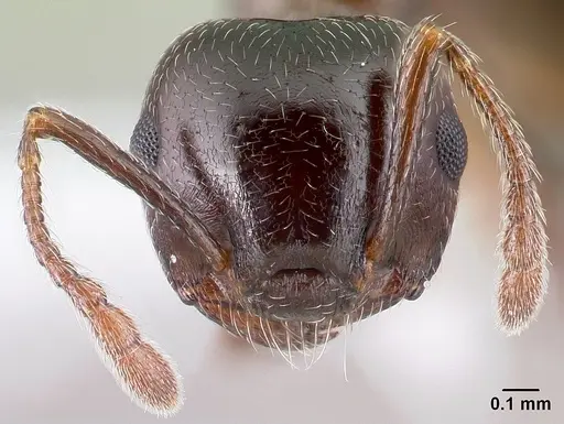 Crematogaster cerasi specimen CASENT0179856 image casent0179856_2