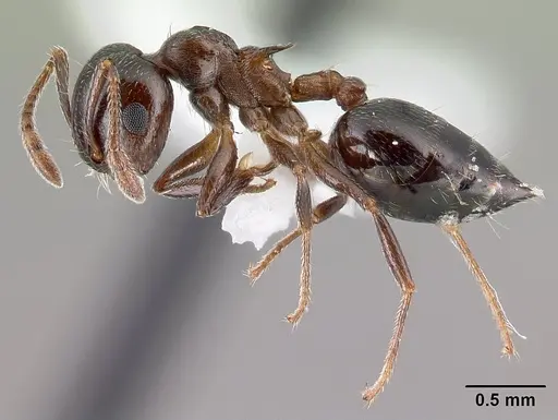 Crematogaster cerasi specimen CASENT0179856 image casent0179856_3