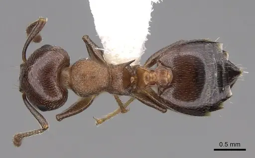 Crematogaster cerasi specimen CASENT0922725 image casent0922725_1