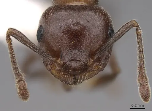 Crematogaster cerasi specimen CASENT0922725 image casent0922725_2