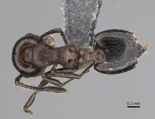 Crematogaster cerasi specimen CASENT0923233 image casent0923233_1