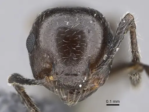 Crematogaster cerasi specimen CASENT0923233 image casent0923233_2
