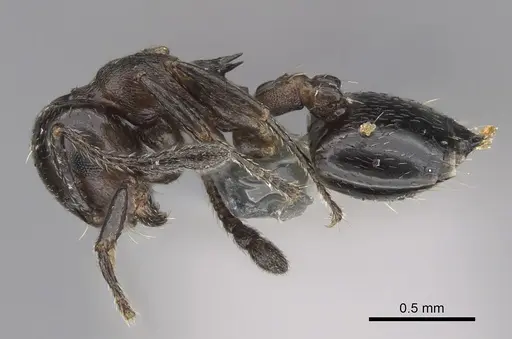 Crematogaster cerasi specimen CASENT0923233 image casent0923233_3