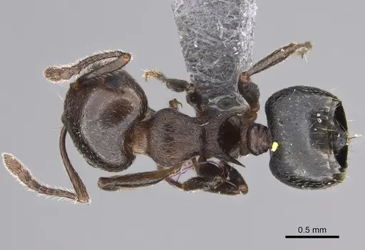 Crematogaster cerasi specimen CASENT0923234 image casent0923234_1