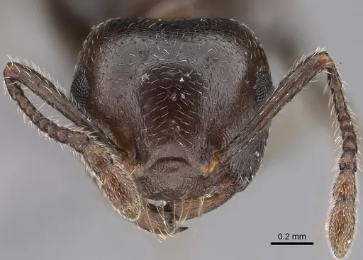 Crematogaster cerasi specimen CASENT0923234 image casent0923234_2