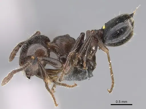 Crematogaster cerasi specimen CASENT0923234 image casent0923234_3