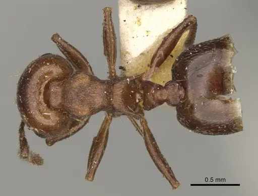 Crematogaster cerasi specimen USNMENT00529078 image usnment00529078_1