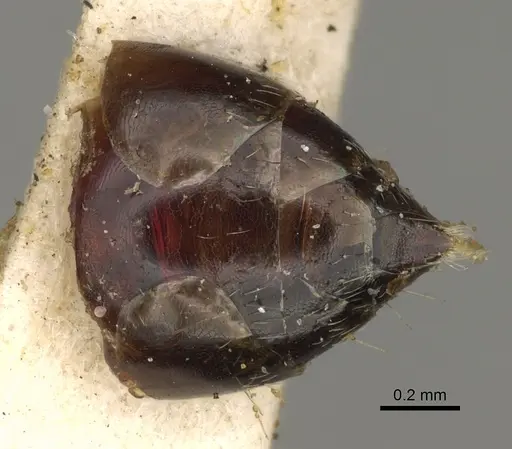 Crematogaster cerasi specimen USNMENT00529078 image usnment00529078_2