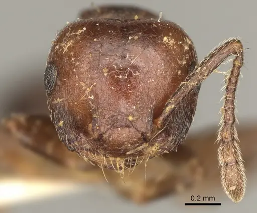 Crematogaster cerasi specimen USNMENT00529078 image usnment00529078_3