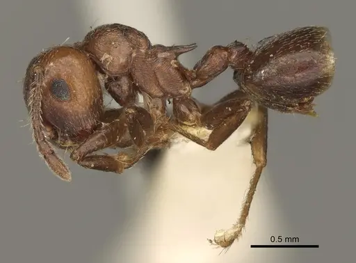 Crematogaster cerasi specimen USNMENT00529078 image usnment00529078_4