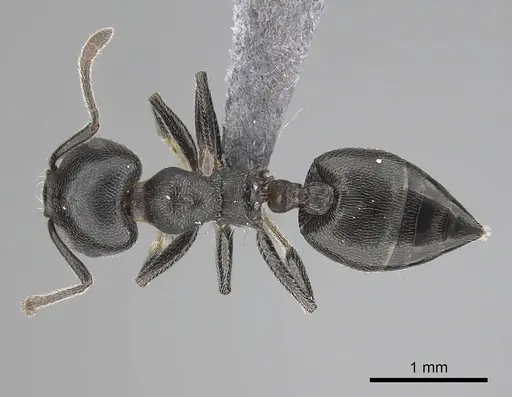 Crematogaster chiarinii specimen CASENT0263878 image casent0263878_1