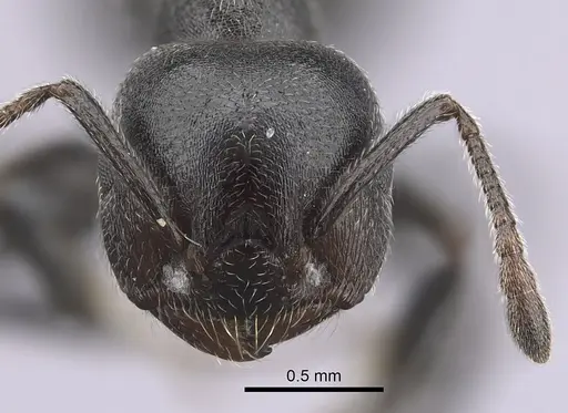 Crematogaster chiarinii specimen CASENT0263878 image casent0263878_2