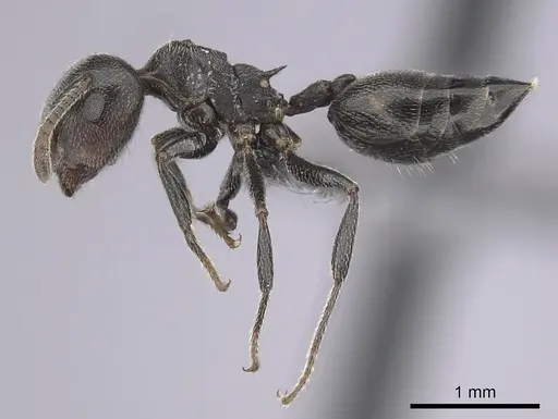 Crematogaster chiarinii specimen CASENT0263878 image casent0263878_3