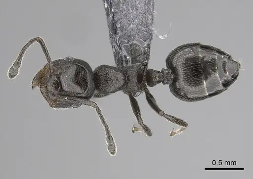 Crematogaster chiarinii specimen CASENT0264615 image casent0264615_1