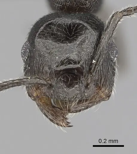 Crematogaster chiarinii specimen CASENT0264615 image casent0264615_2