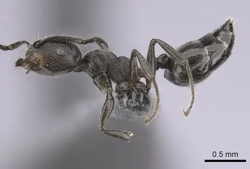 Crematogaster chiarinii specimen CASENT0264615 image casent0264615_3