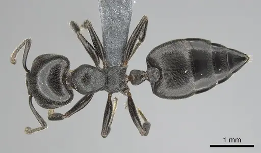 Crematogaster chiarinii specimen CASENT0264656 image casent0264656_1