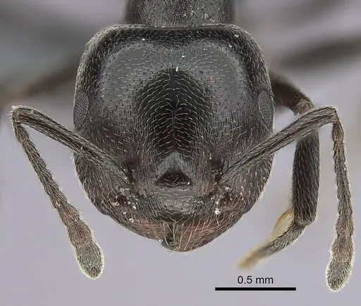 Crematogaster chiarinii specimen CASENT0264656 image casent0264656_2
