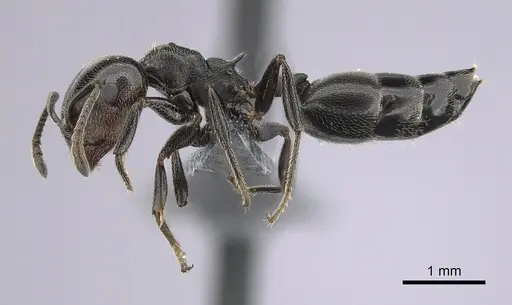 Crematogaster chiarinii specimen CASENT0264656 image casent0264656_3