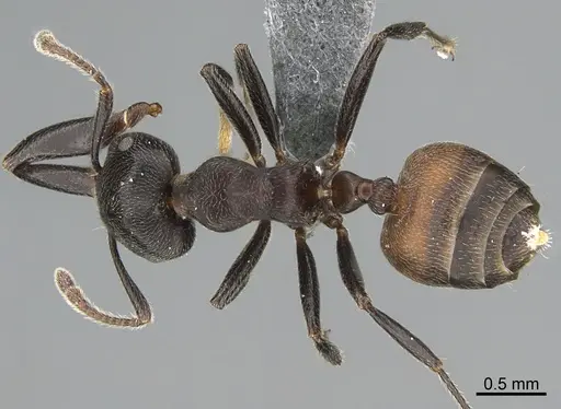 Crematogaster chiarinii specimen CASENT0824781 image casent0824781_1